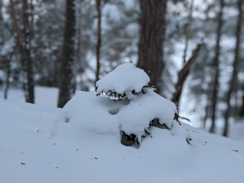 Granen “Granis” i snö.